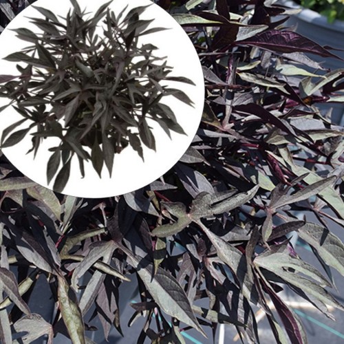 Ipomoea batatas 'Illusion Midnight Lace' - Ilubataat 'Illusion Midnight Lace'